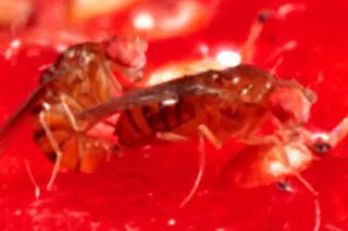 fruitflies.jpg