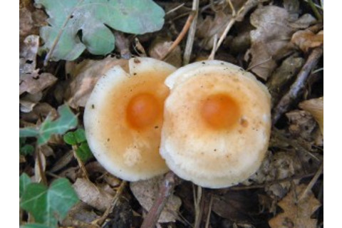 4948376393_656457c13c-300x225.jpg