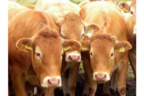 cows-300x225.jpg