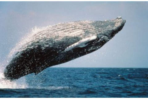 whale-e1302888524946.jpg