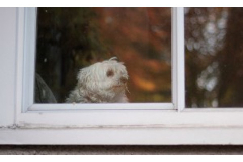 dog-300x183.jpg