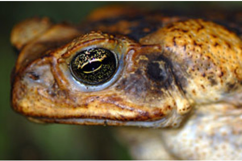 cane-toad.jpg