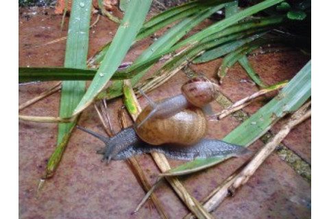 snail-300x225.jpg