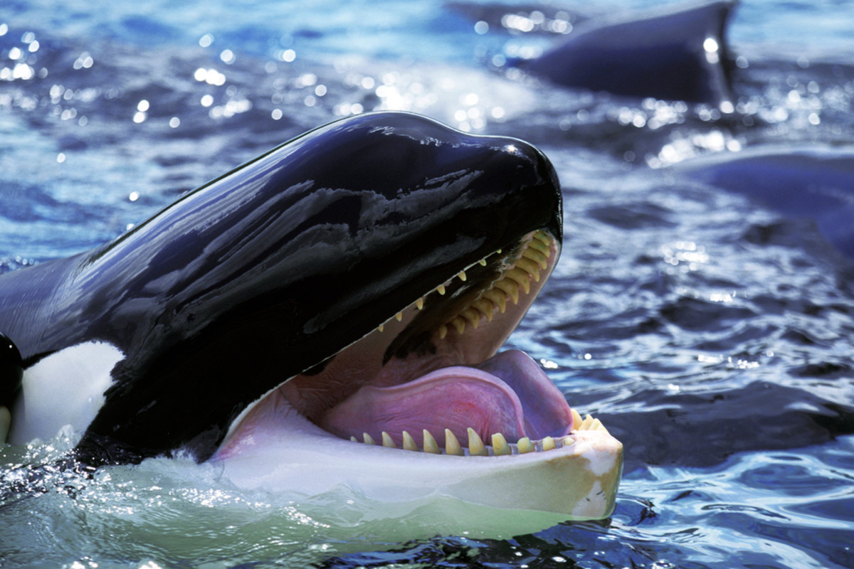 Orcas Imitate Human Speech as a Way to Communicate With Us | Discover ...