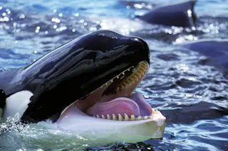 Orca with mouth open