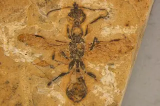 Hell ant fossil
