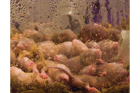 Naked-mole-rats.jpg