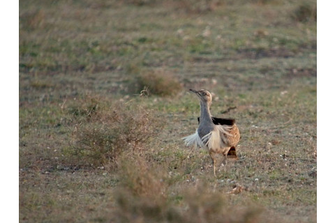 bustards.jpg