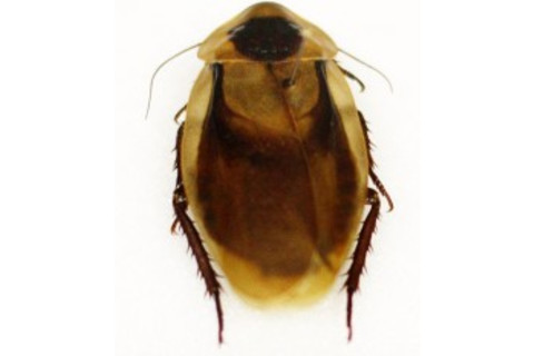 cockroach-e1328208206855.jpg