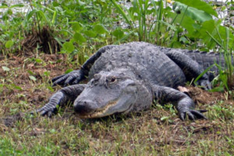 alligator.jpg