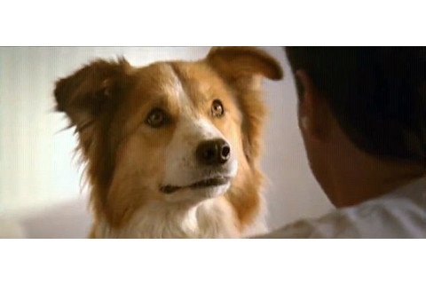 dog11.jpg