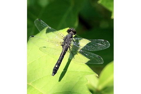 Dragonfly-425x461.jpg