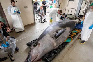 Spade tooth whale dissection 2024