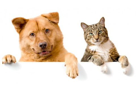 shutterstock_15484942-e1335545917218.jpg