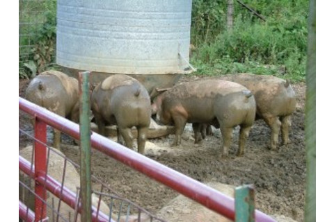 pigs-300x225.jpg