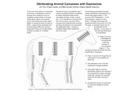 exploding-cow-1.jpg