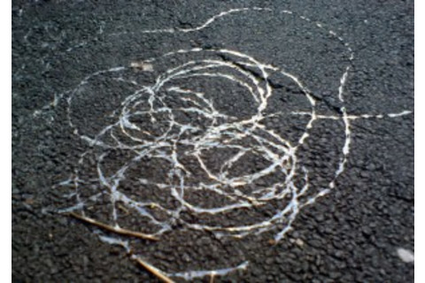 snail-trail-300x211.jpg