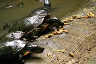 turtles-300x225.jpg