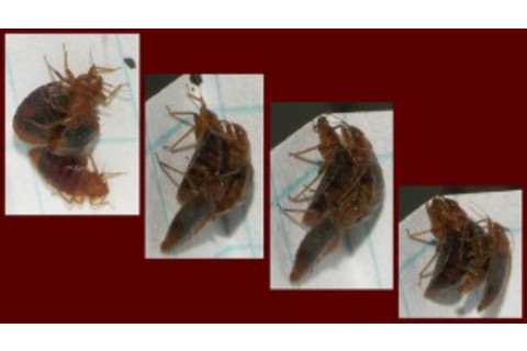 bedbugs-300x168.jpg
