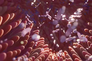 Gut microbiome