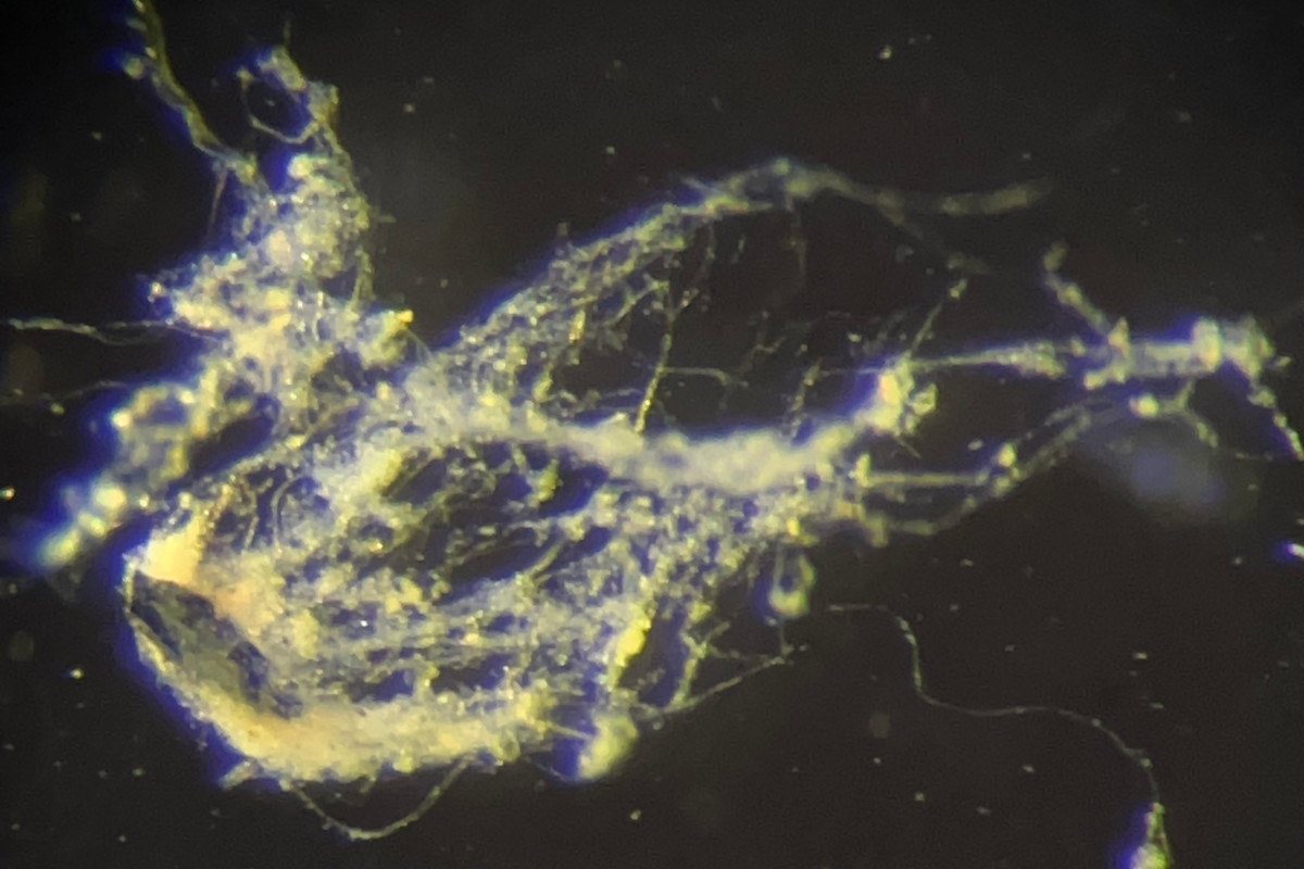 Electricity-Conducting Bacteria Could Help Advance Environmental