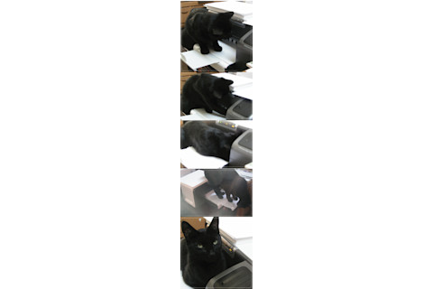 cattoworkmontage.jpg