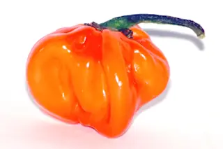 Habanero.jpg
