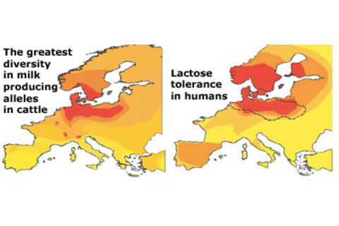 lactosemap.jpg