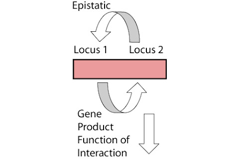 epistatic.jpg