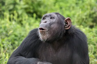 Chimpanzee making calls
