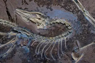 Archaeopteryx Under Light
