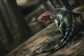 Ancient Reptile Footprints