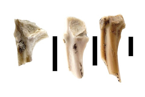 Three fossilized ilia (pelvic bones) represent a new species of tree frog, Litoria tylerantiqua.