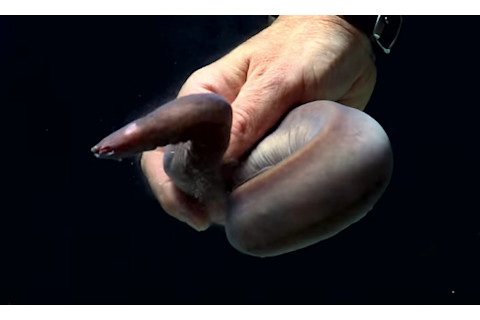 hagfish.png