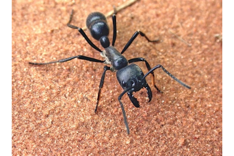 big-old-ant1.jpg