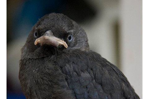 angry-jackdaw.jpg