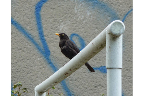 turdus-merula.jpg