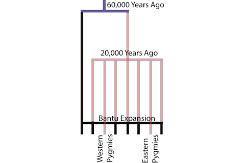 cladopyg.png
