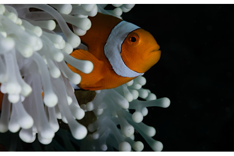 Shrinking Clownfish