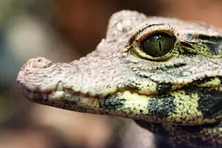 dwarf-croc.jpg