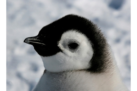 emperor-penguin1.jpg