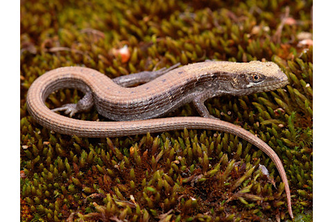 california-alligator-lizard.jpg
