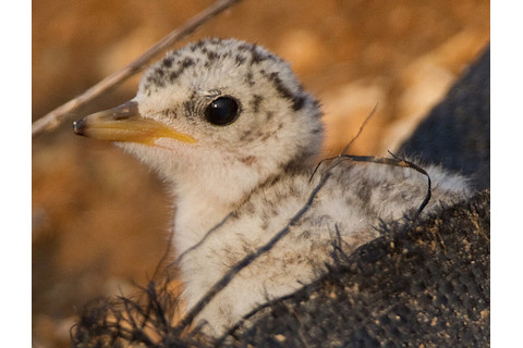 least-tern.jpg