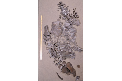 Juvenile elasmosaur discovered 2020