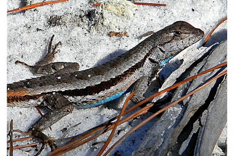 scrub-lizard.jpg