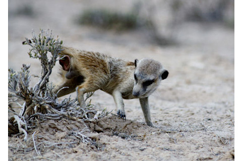 meerkat-scent-1.jpg