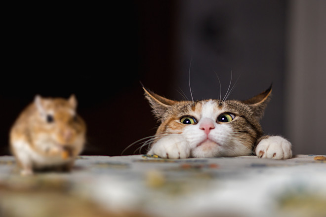 Do House Cats Eat Mice: Surprising Facts Every Cat Owner Should Know