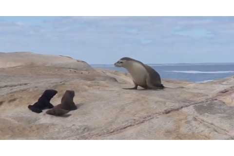 sea-lion-models.png