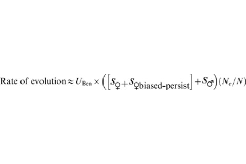 journal.pbio.1000254.e005.png
