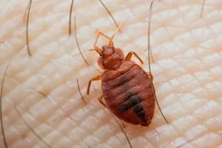 Bed bug on human skin